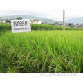 Semillas de arroz naturales de alta calidad